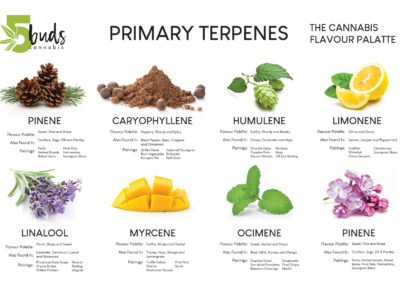 5Buds Cannabis Common Terpenes Chart